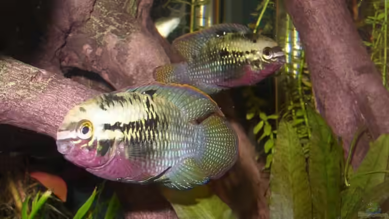 laetacara dorsigera von Jan Kersten (8)