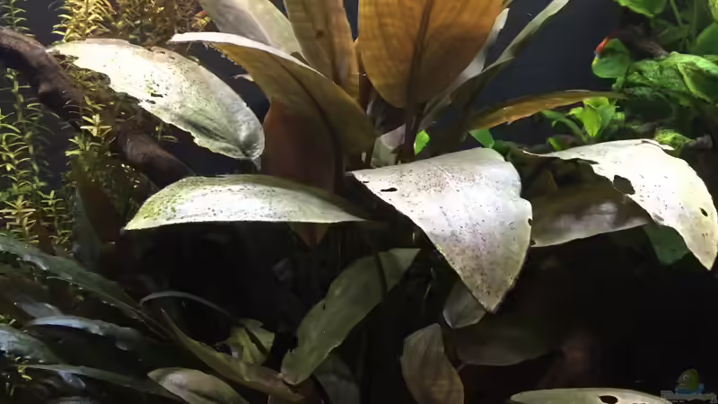 Lagenandra meboldi ???Red??? von Danny (14)