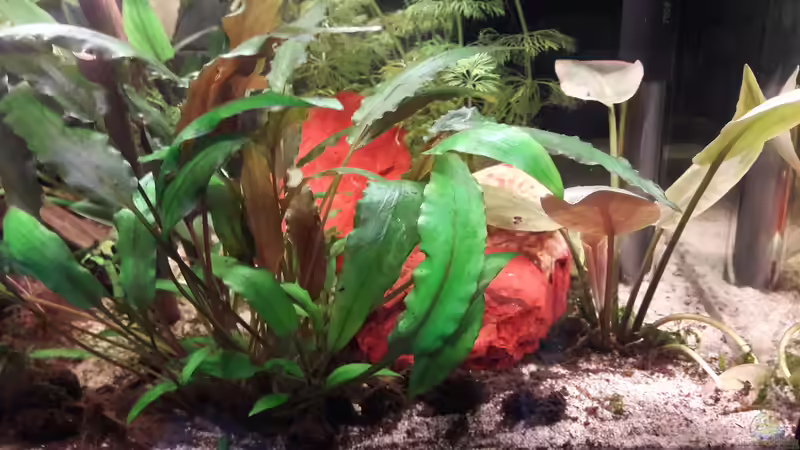 Lagenandra meeboldi rot von Michael Dreher (7)