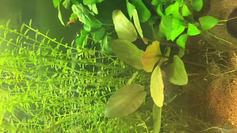 Lagenandra meeboldii rot von DavidK31 (7)