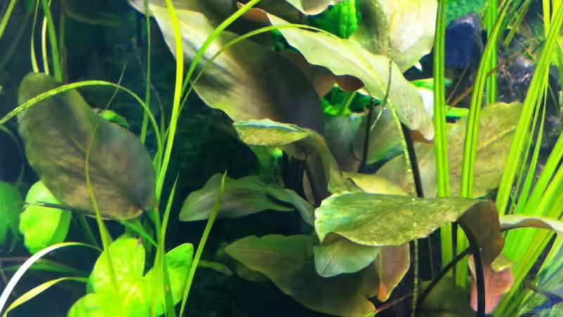 Lagenandra meeboldii im Aquarium pflanzen (Einrichtungsbeispiele mit Lagenandra meeboldii)