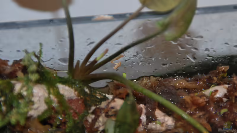 Lagenandra meelboldii von lomarraco (42)