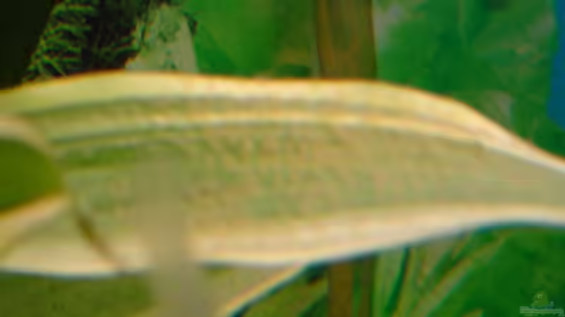 Laich. von Bulldog1112 (19)