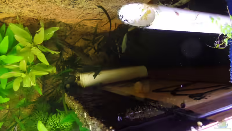 Laich an der eingeklebten Seitenwand, Jochen ist der Vati!!! von raubsau (180)