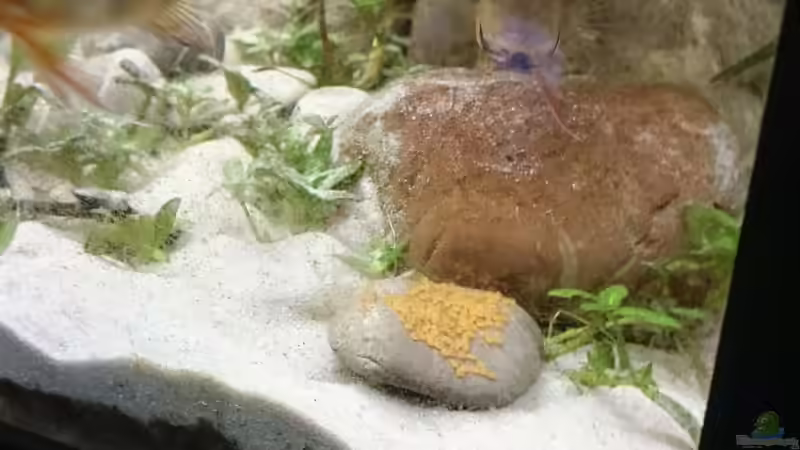 Laich bild 2 von DennisTheMenis (33)