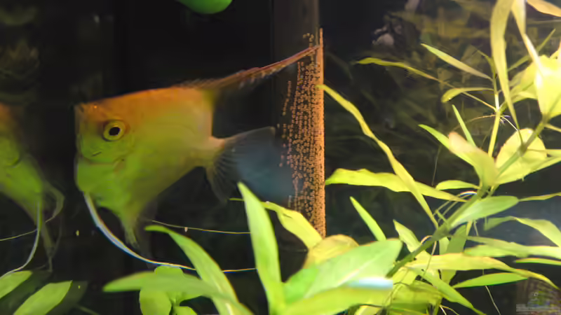 Laich der Skalare von Brownson (14)