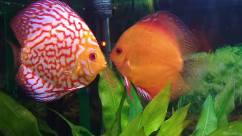 Laich mit Elternpaar... von patgott (3)