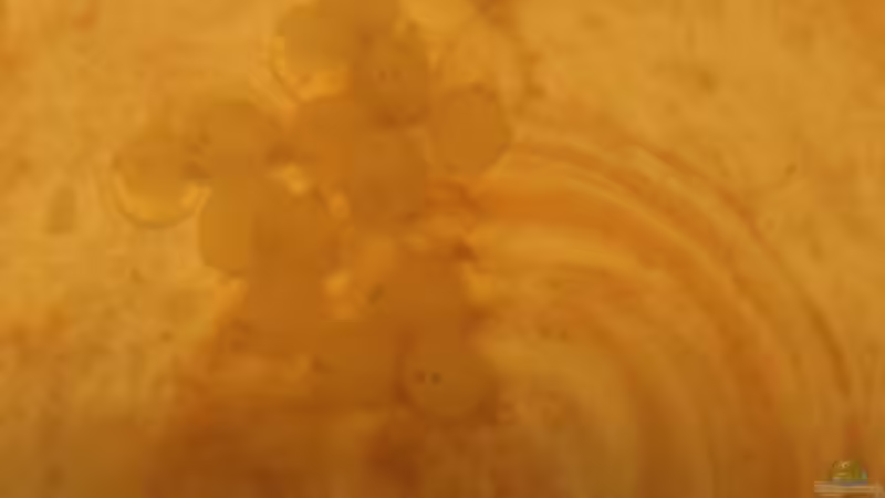 Laich vom 09.09.15 ca. 7 Tage alt  von Aniram (19)