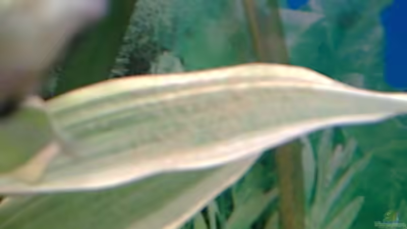 Laich von Bulldog1112 (18)