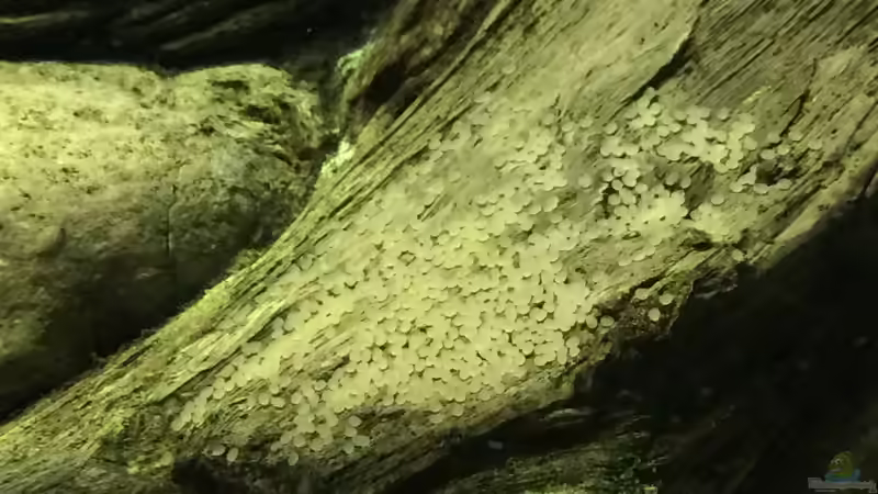 Laich von Captain Gü (70)