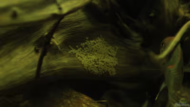 Laich von Thomas S-H (10)