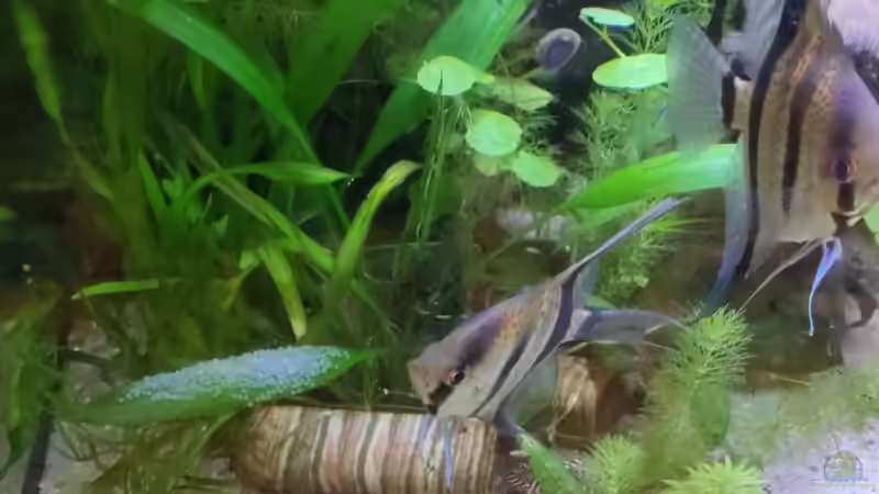 Laichende skalare.  von Max Wolf (6)