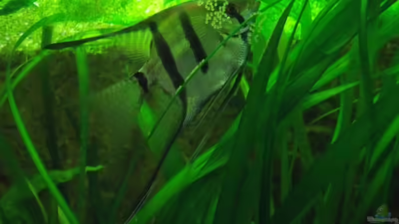 Laichgelege ende November von PH Neutral (39)