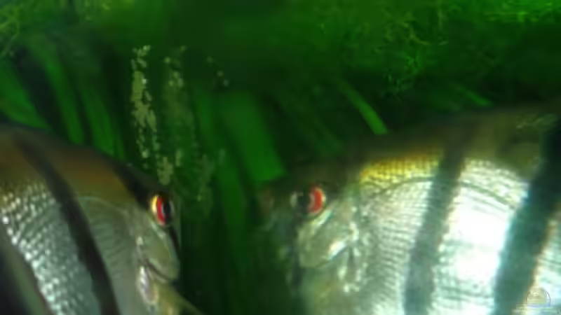 Laichgelege ende November von PH Neutral (40)