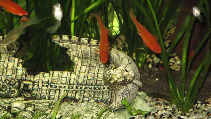 Laichgrotte von Tanja (2)