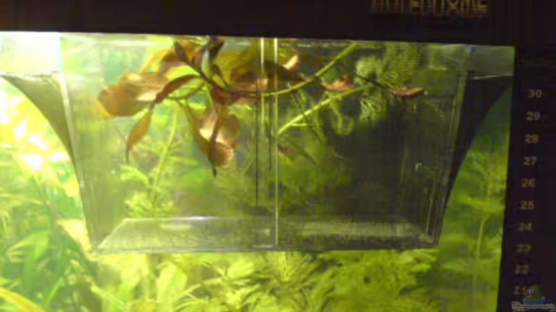 Laichkasten mit strumpfsocke damit die Babys nicht 16.02.08 von Dornauge xxl (31)