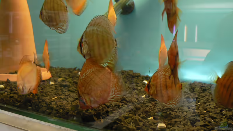 Laichkegel für Diskusfische: Das musst du wissen