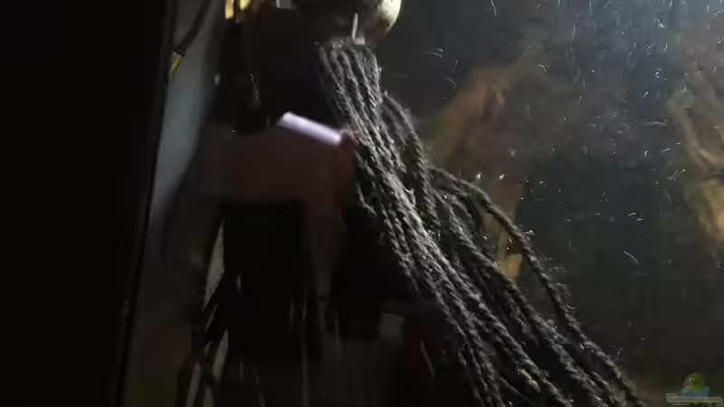 Laichmob  von Fichte (27)