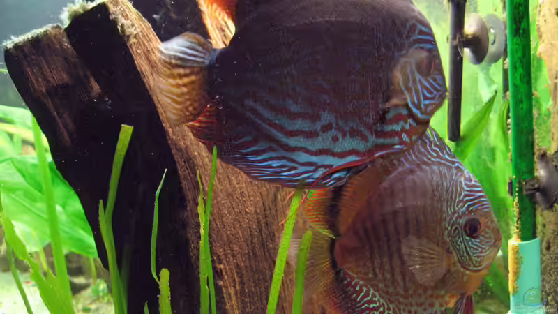 Laichpflege (07.10.08) von Klaus Kastl (34)