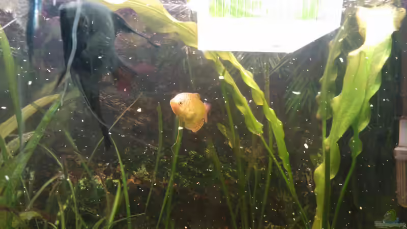 Laichplatz der Skalare. Amazonas - Schwertpflanze von mischling12 (5)