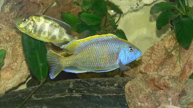 Laichverhalten 1 von Christian Klar (42)