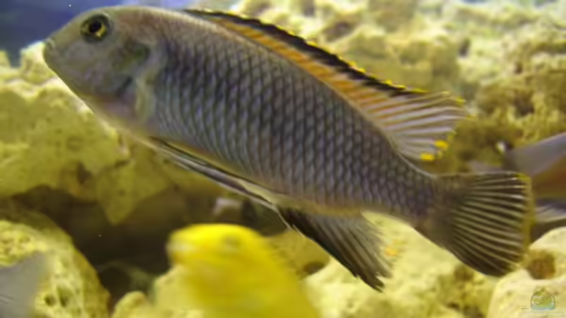 Laidochromis sp. mbamba im AQ 1m 2w von Marzena & Christian Frenz (8)