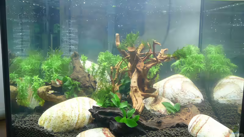 Lake Rainbow Aufbau Bild 10 von mike1963 (13)