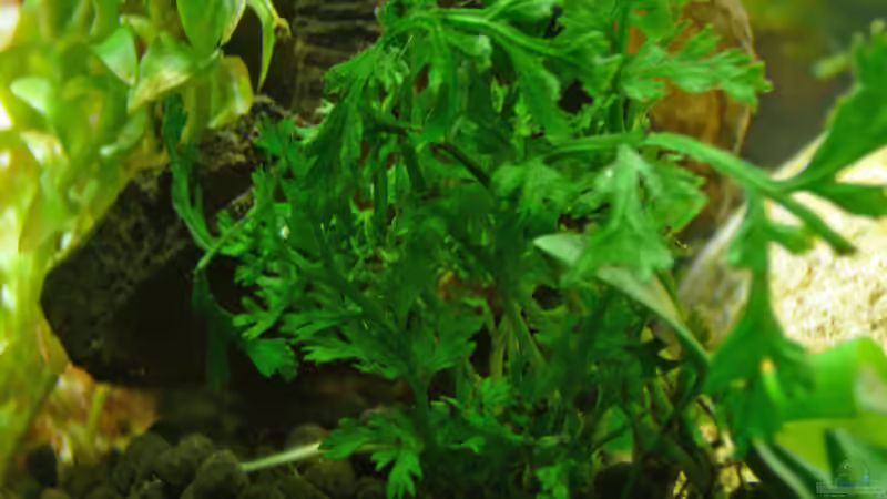 Lake Rainbow Aufbau Bild 14 von mike1963 (18)