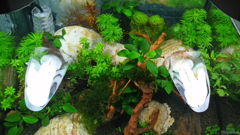 Lake Rainbow Aufbau Bild 5 von mike1963 (6)