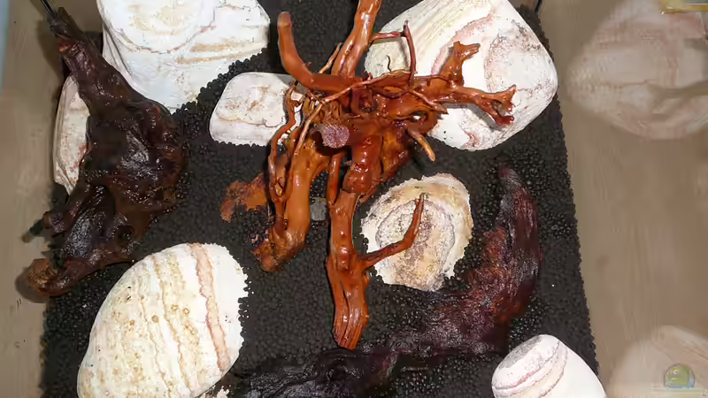 Lake Rainbow Aufbau Bild 8 von mike1963 (24)