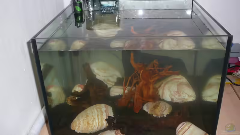 Lake Rainbow Aufbau Bild 9 von mike1963 (25)