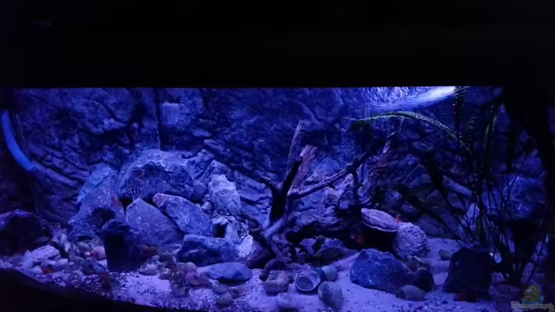 Lake Tanganjika von Der Engländer (1)