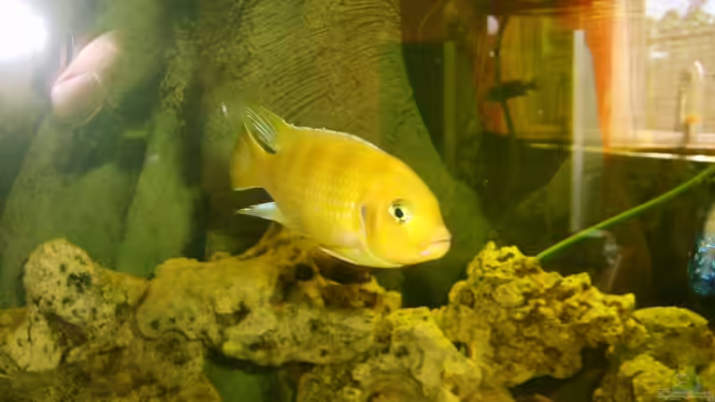 lambardoi von Hollywood (15)