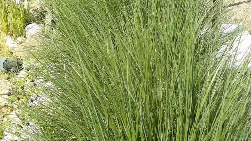 Lampemputzergras von Sambia (27)