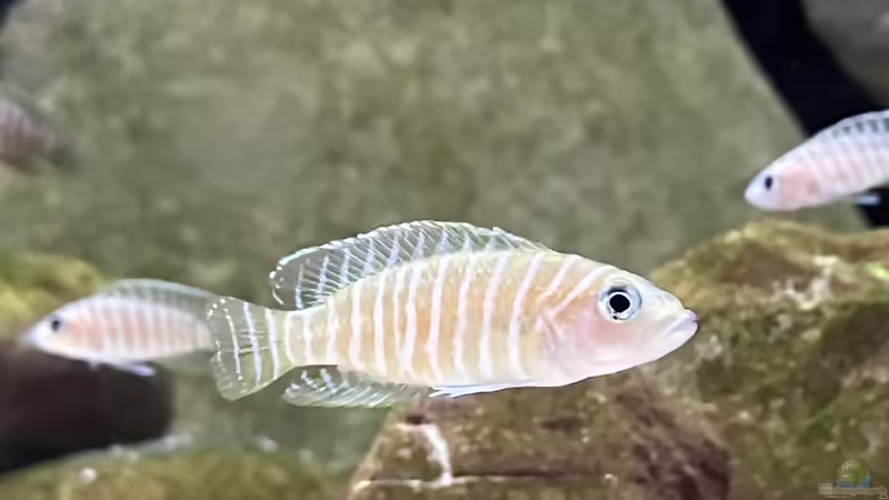 Lamprologolus similis von Ralf Fiechter (14)