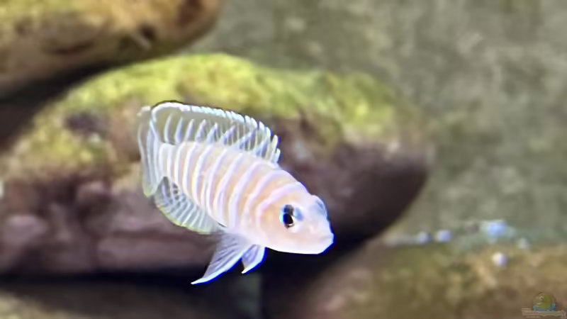 Lamprologolus similis von Ralf Fiechter (15)