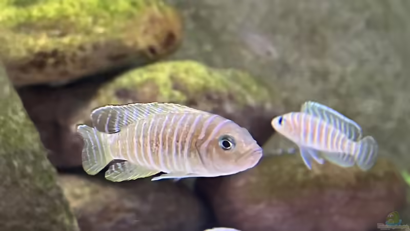 Lamprologolus similis von Ralf Fiechter (16)