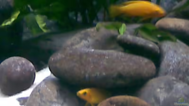 lamprologus  leleupi pärchen bei der brut von Michael Geigel (18)