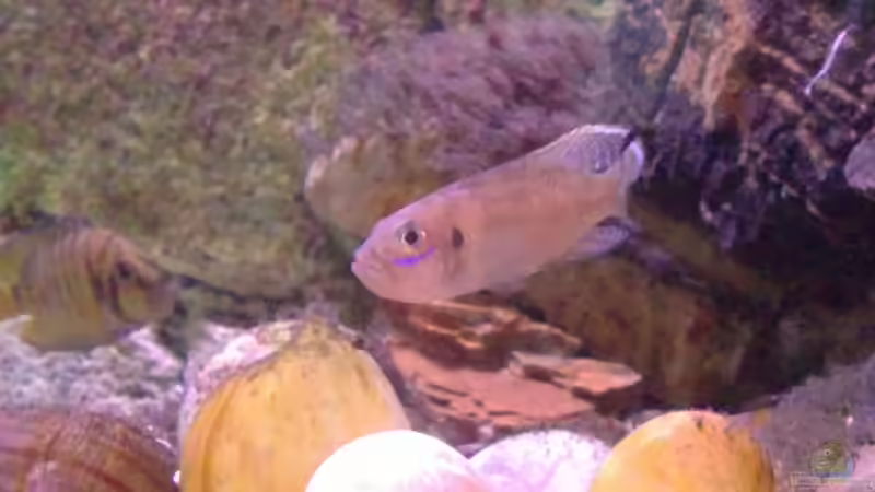 Lamprologus brevis Kigoma von Capitan Hook (37)