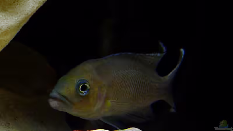 Lamprologus falcicula W von Mario Schantl (2)