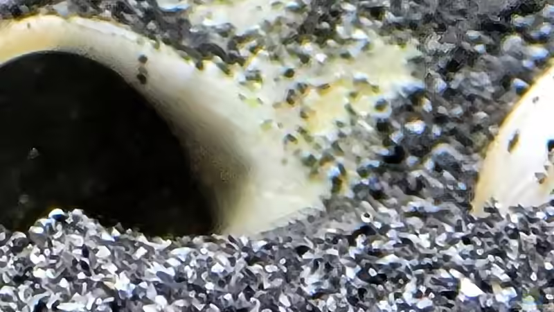 Lamprologus Kungweensis 14 Tage alt von Chris Heerwagen (87)