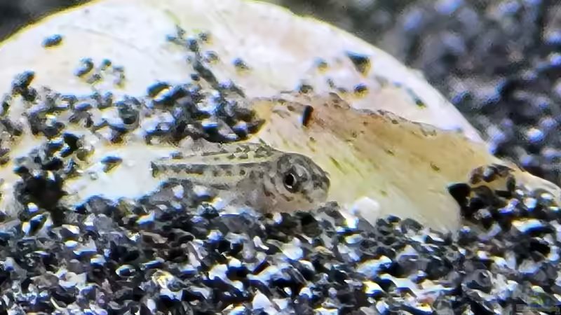 Lamprologus Kungweensis von Chris Heerwagen (88)