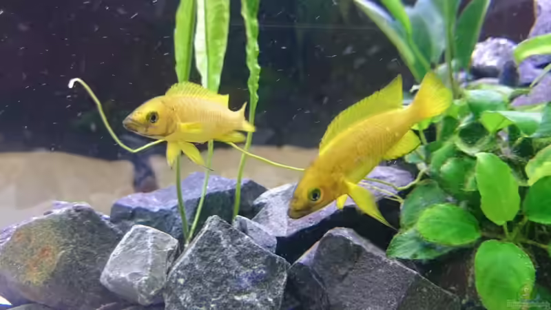 Lamprologus im Aquarium halten (Die Gattung Lamprologus)
