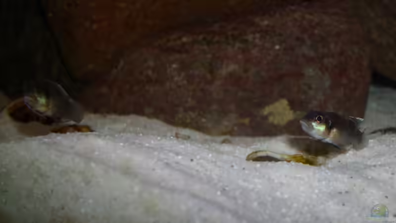 Lamprologus ocellatus  von deBouwer (27)