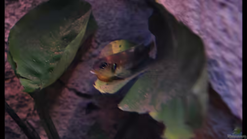 Lamprologus ocellatus Bock (1) von ***ELLIS*** (50)