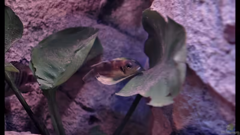 Lamprologus ocellatus Bock (2) von ***ELLIS*** (51)