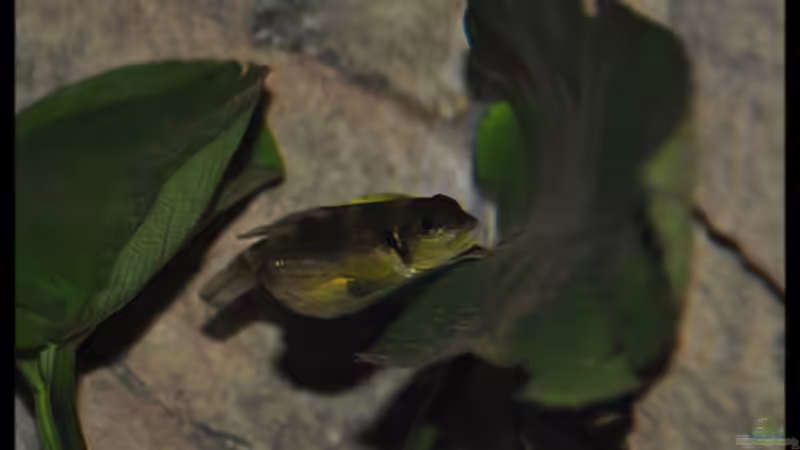 Lamprologus ocellatus Bock (3) - ...mal im Blitzlicht... von ***ELLIS*** (52)