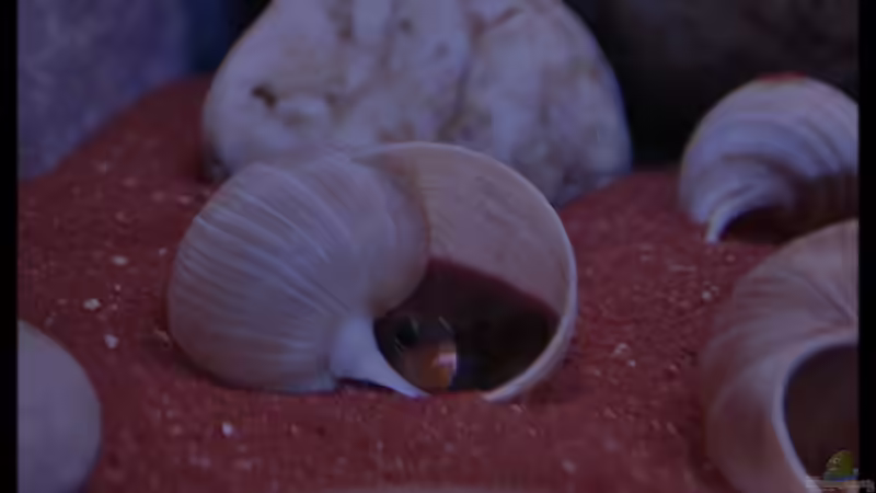 Lamprologus ocellatus Bock (4) - Hausbesetzer! :-) von ***ELLIS*** (53)