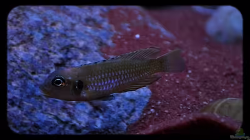 Einrichtungsbeispiele für Lamprologus ocellatus (Tanganjika-Schneckenbuntbarsch)