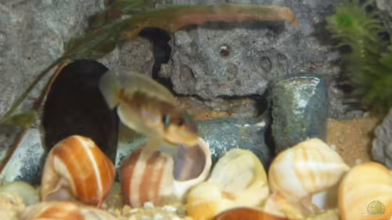 Lamprologus Ocellatus Gold  von Franz König (4)